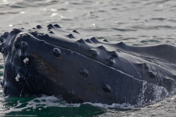 Голова горбатого кита