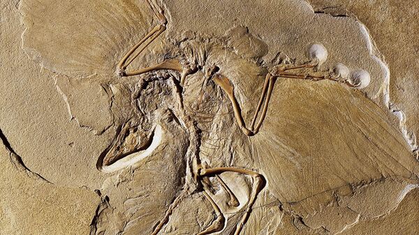 Так называемый “берлинский” скелет археоптерикса, обнаруженный в 1861 году 