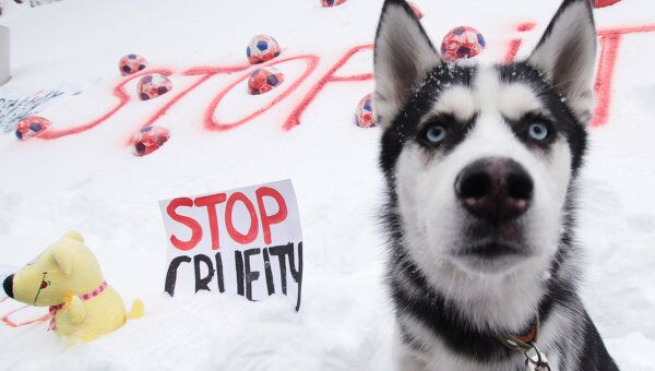 Акция по защите бездомных животных в Киеве