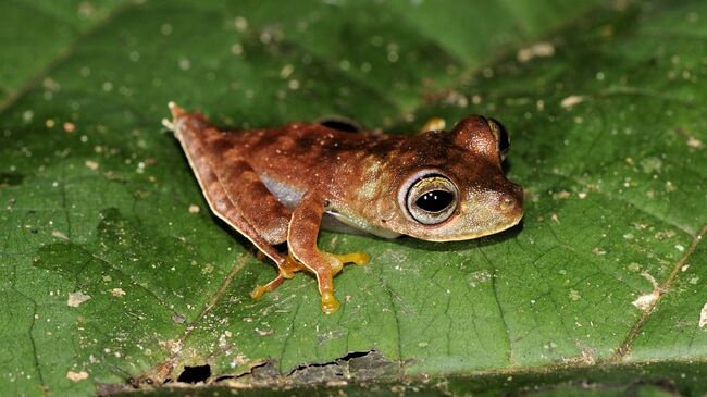 Ученым удалось открыть новые виды животных в тропиках Суринама