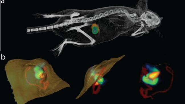 Раковая опухоль в теле крысы, помеченная при помощи светящихся бактерий