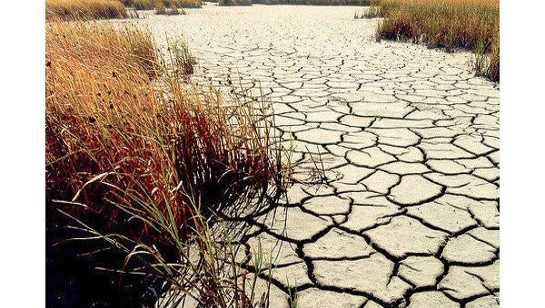 Правительство РФ за месяц подсчитает ущерб от засухи