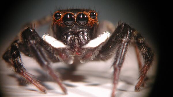 Передние глаза-“дальномеры” паука-скакуна Hasarius adansoni