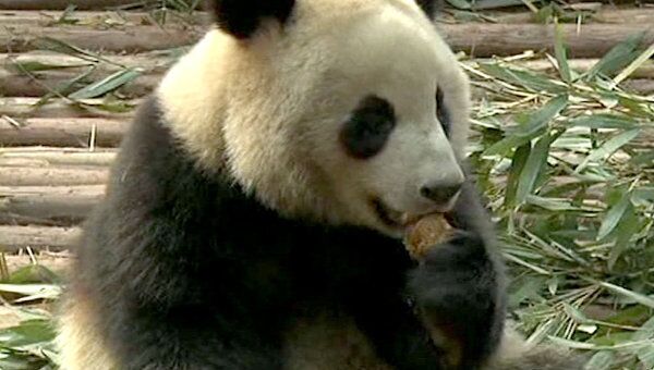 Лепешковую диету и упражнения для панд разработали китайские ученые 