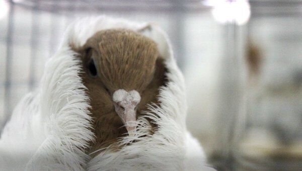 Выставка голубей в Тюмени