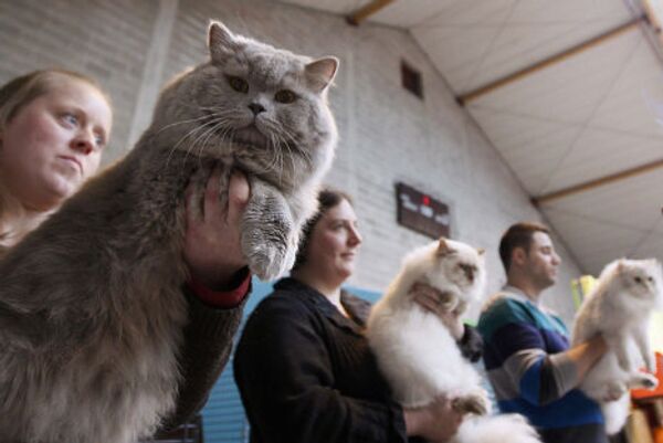 Персидская кошка на международной выставке кошек в Бельгии