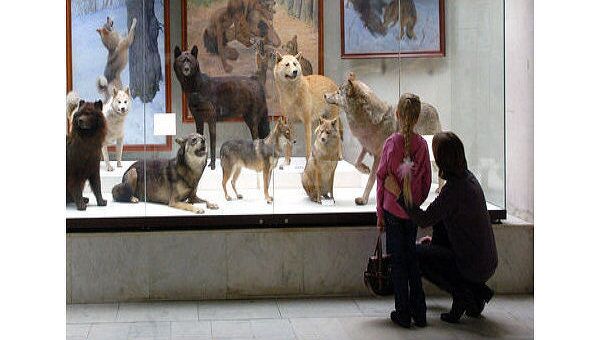Посетители осматривают постоянную экспозицию Государственного Дарвиновского музея. Архив