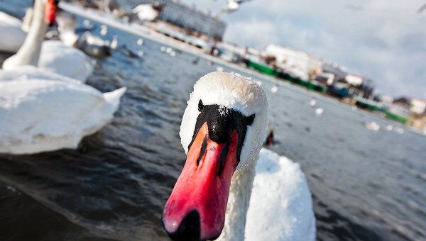 Лебеди на зимовке в Севастополе