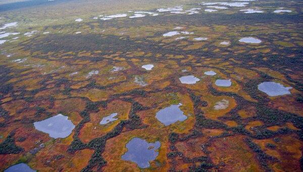 Васюганское болото в Томской области
