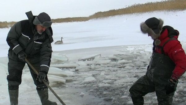 Орнитологи работают в ледяной воде ради спасения лебедя 