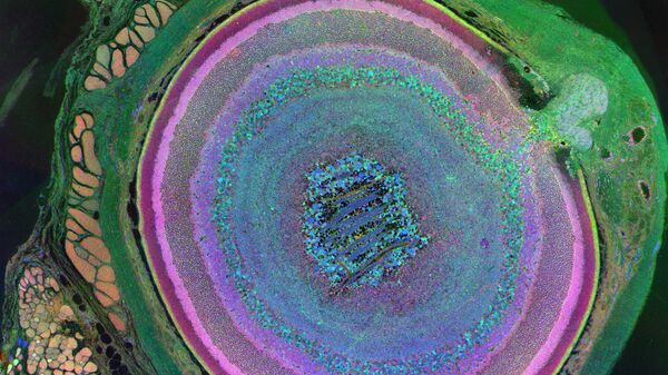 Фотография сетчатки глаза мыши, на которой каждый слой светочувствительных клеток окрашен в свой цвет