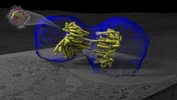 Трехмерная визуализация процесса деления клетки - митоза