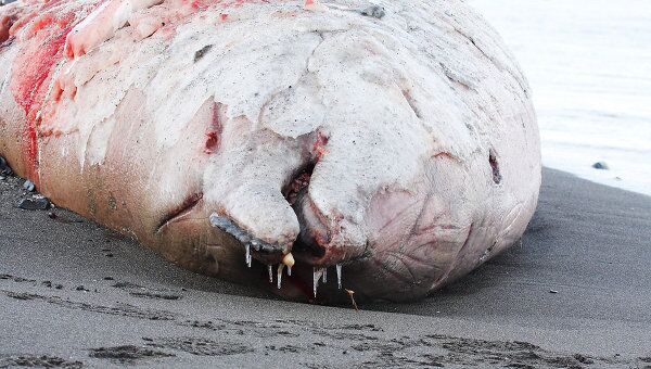 На берегу острова Беринга найдена туша редкого кита-клюворыла