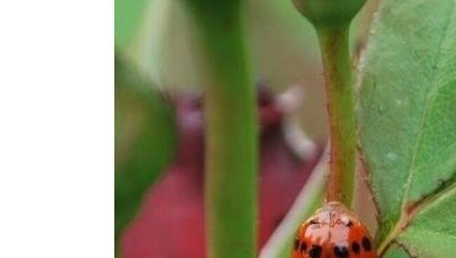 Божья коровка-арлекин (Harmonia axyridis)