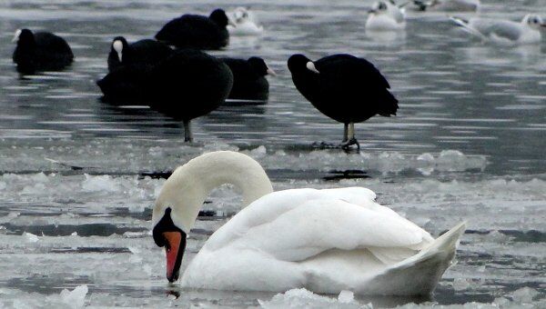 Жители Лондона кормят птиц на замерзшем озере в Уимблдон-Парке