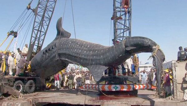 Пойманную рыбаками гигантскую китовую акулу вытаскивали из воды кранами