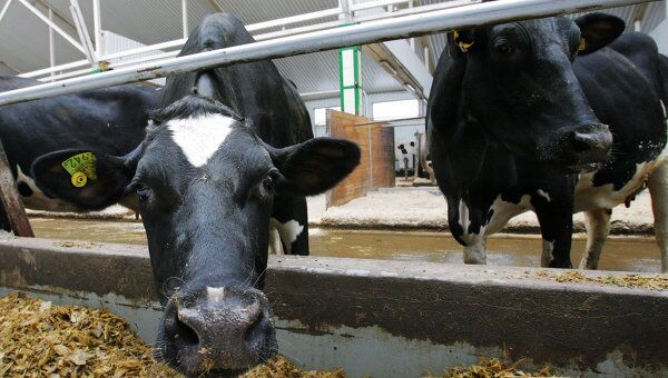 Коровы многоотраслевого агропромышленного хозяйства