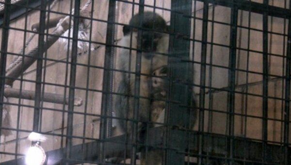 Новорожденного детеныша зеленой мартышки показали гостям зоопарка в Киеве