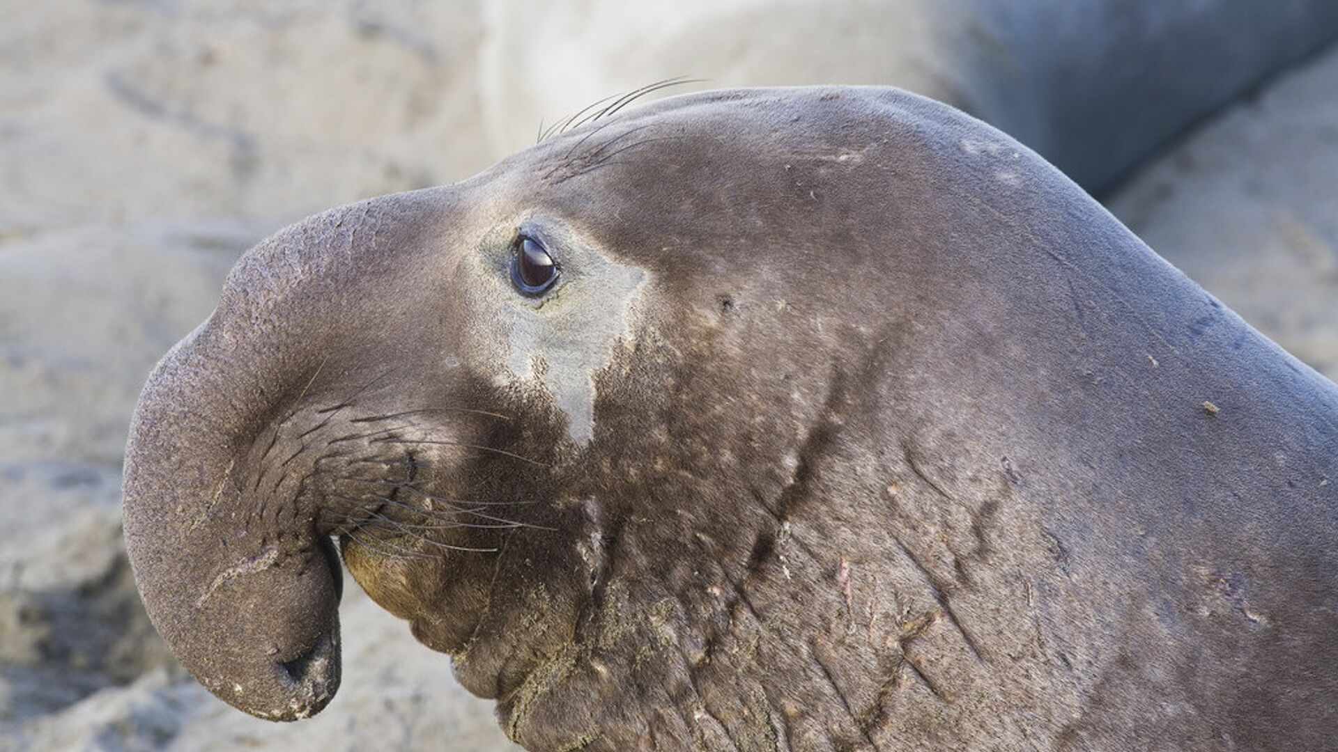 Elephant seal. Ластоногие морской слон. Морские слоны в Антарктиде. Южный морской слон Mirounga Leonina. Хобот морского слона.