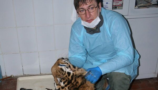 Редкое появление амурского тигра на 51 параллели закончилось гибелью хищника