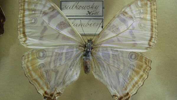Бабочка Morpho sulkowskyi, чьи крылья стали основой для сверхчувствительного датчика тепла