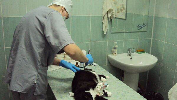 ветеринар Омск хирург врач