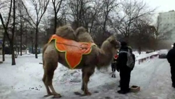 Дрожащего от мороза верблюда водят по улице на юге Москвы