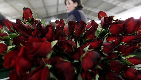 Подготовка роз на экспорт перед днем Святого Валентина 