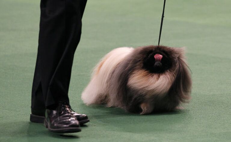 Выставка собак Вестминстер кеннел клаб дог-шоу ( Westminster Kennel Club Dog Show)