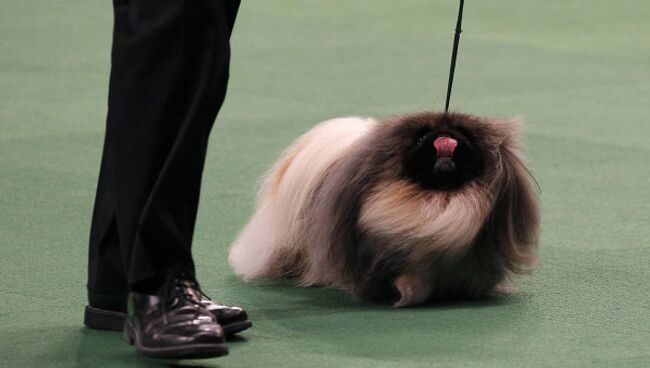 Выставка собак Вестминстер кеннел клаб дог-шоу ( Westminster Kennel Club Dog Show)