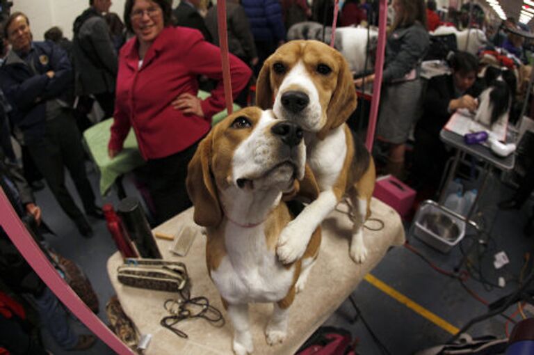 Выставка собак Вестминстер кеннел клаб дог-шоу ( Westminster Kennel Club Dog Show)