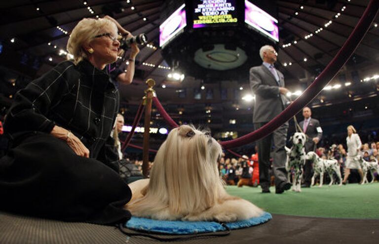 Выставка собак Вестминстер кеннел клаб дог-шоу ( Westminster Kennel Club Dog Show)