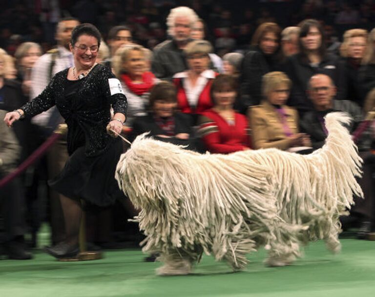 Выставка собак Вестминстер кеннел клаб дог-шоу ( Westminster Kennel Club Dog Show)