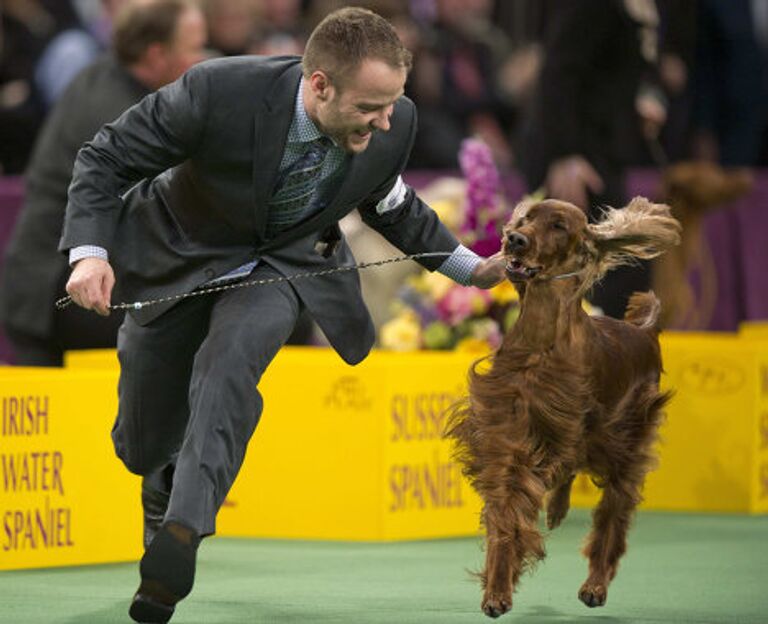 Выставка собак Вестминстер кеннел клаб дог-шоу ( Westminster Kennel Club Dog Show)