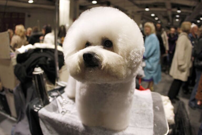 Выставка собак Вестминстер кеннел клаб дог-шоу ( Westminster Kennel Club Dog Show)