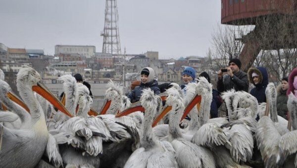 Краснокнижные пеликаны в Дагестанском заповеднике 
