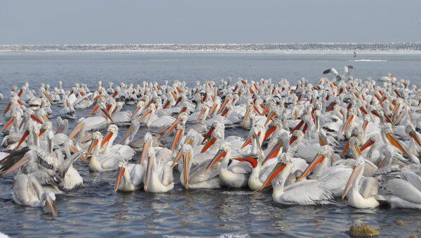Краснокнижные пеликаны в Дагестанском заповеднике 