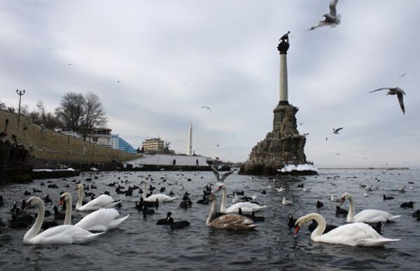 В бухтах Севастополя увеличилось количество зимующих птиц. 