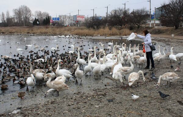 В бухтах Севастополя увеличилось количество зимующих птиц. 