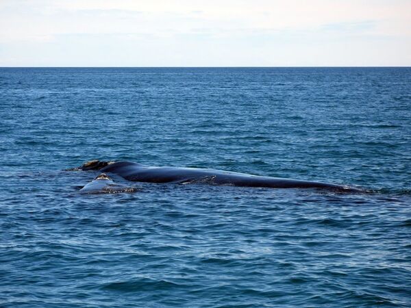 Синий южный кит и детеныш у полуострова Вальдес в Атлантическом океане у побережья Аргентины.