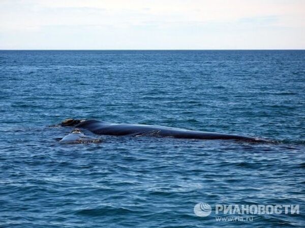Синий южный кит и детеныш у полуострова Вальдес в Атлантическом океане у побережья Аргентины.