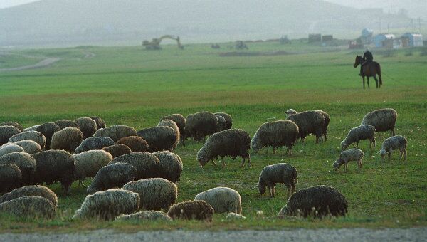 Глобальное потепление приводит к уменьшению размеров шотландских овец