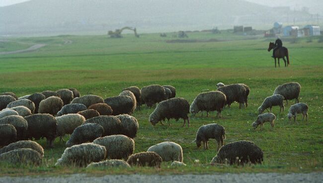 Баран породы Texel продан на аукционе за рекордные 231 тыс фунтов