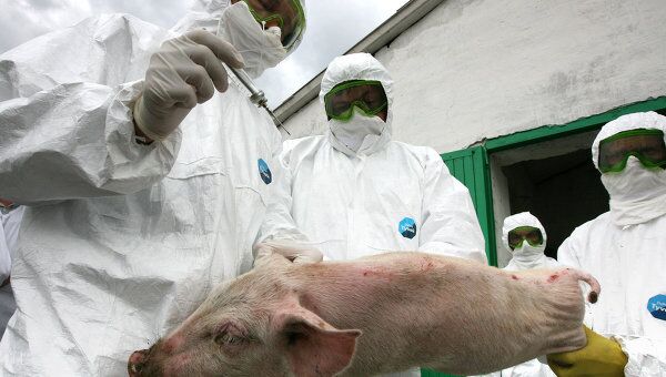 Чума свиней зафиксирована в пятом районе Ростовской области