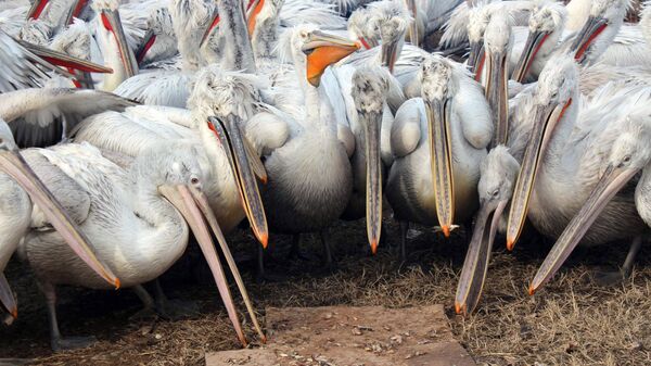 Пеликаны. Архивное фото