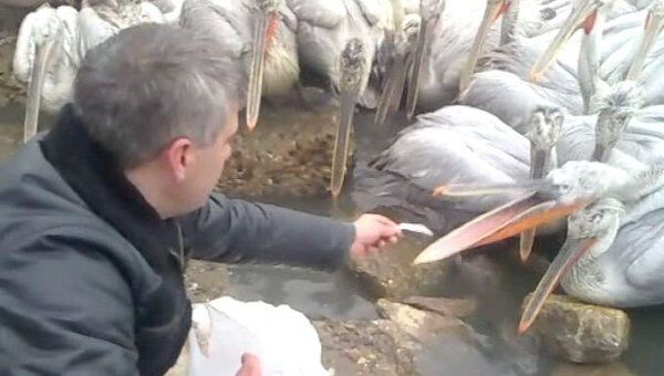 Сотни кудрявых пеликанов квартируют на заводе и едят рыбу из рук 