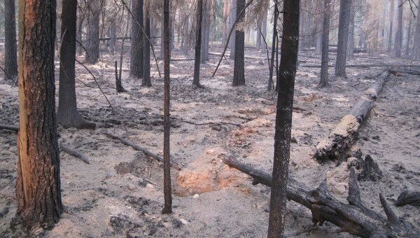 Последствия лесного пожара. Архив