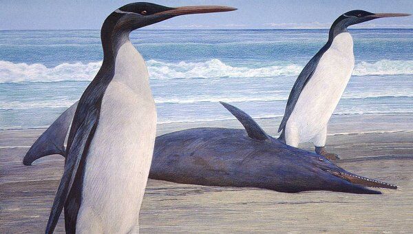 Гигантский доисторический пингвин кайруку, обитавший на территории Новой Зеландии 25 миллионов лет назад