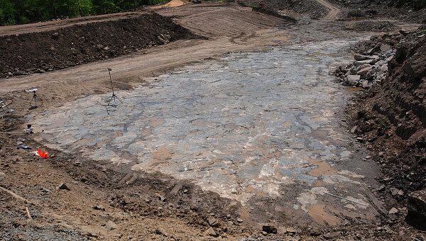 Раскопки в ископаемом лесу в окрестностях города Гильбоа