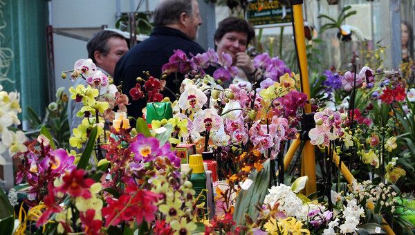 Тысяча орхидей Лейпцига: аншлаг на цветочной выставке
